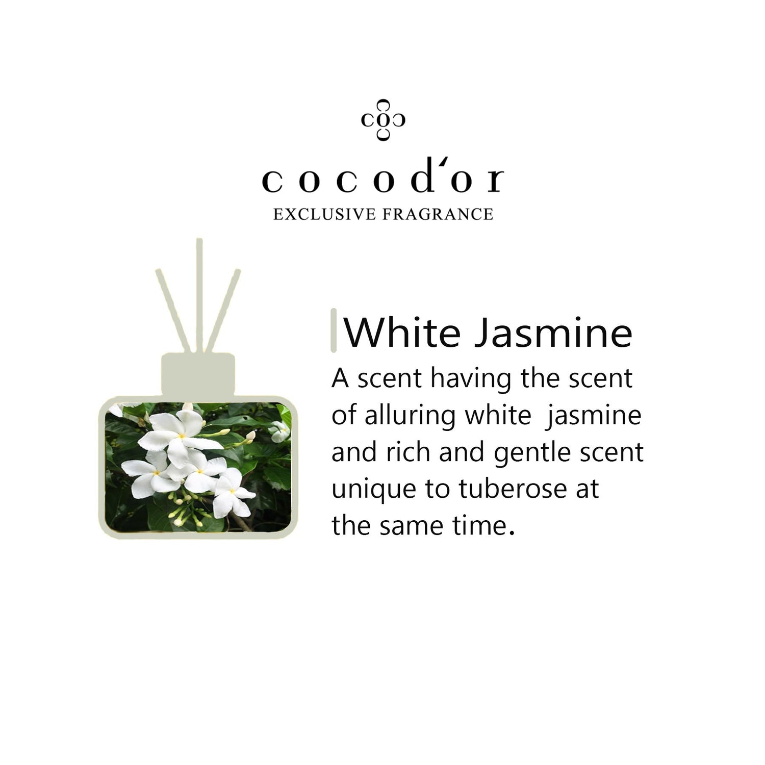 White Jasmine - cocod'or