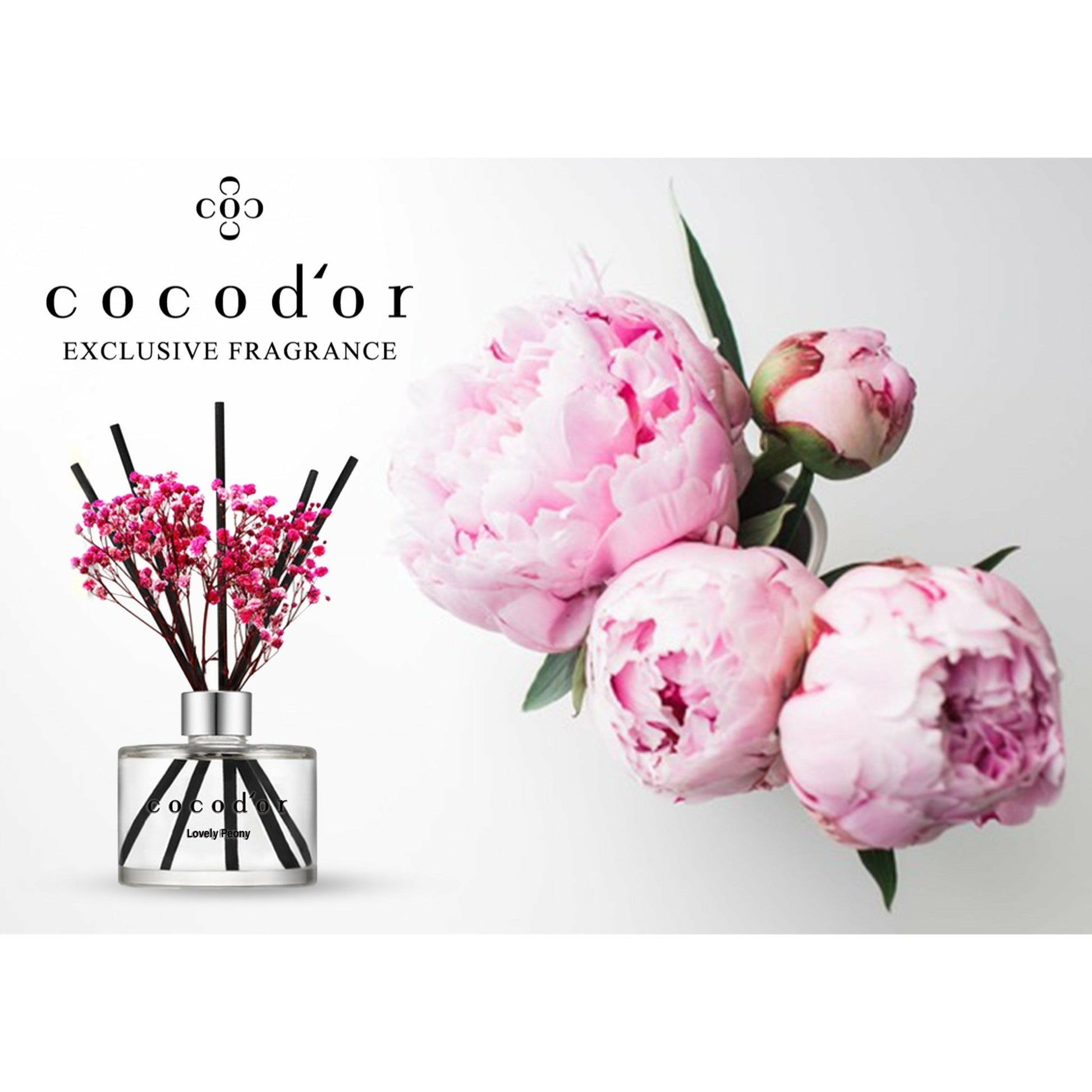 Lovely Peony 200ml Preserved Flowers - cocod'or